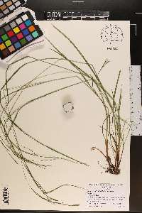 Carex aestivalis image