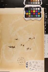 Limosella subulata image