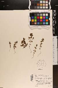 Euphrasia arctica image