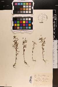 Chaenorhinum minus image