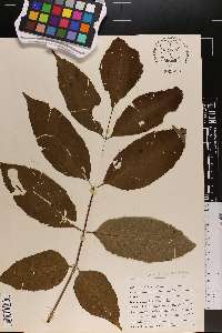 Juglans cinerea image