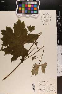 Hydrophyllum canadense image