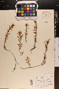 Proserpinaca pectinata image