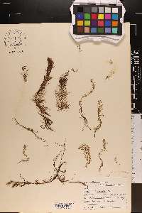 Myriophyllum humile image
