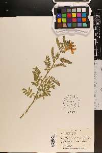 Tribulus cistoides image