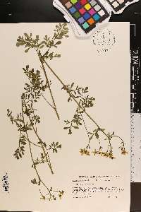 Ruta graveolens image