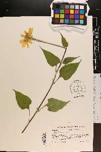 Tithonia rotundifolia image