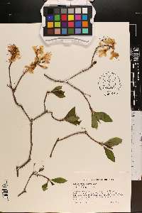 Rhododendron vaseyi image