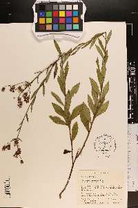 Vernonia pulchella image