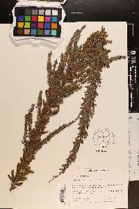 Lespedeza cuneata image