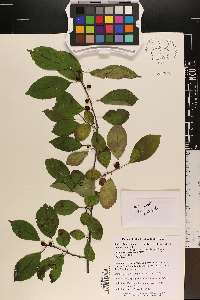 Ilex ambigua image