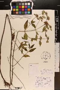 Pycnanthemum × clinopodioides image