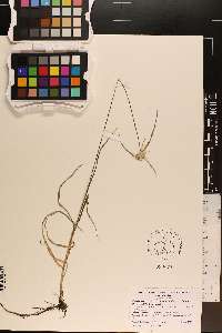 Rhynchospora colorata image