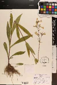 Penstemon digitalis image