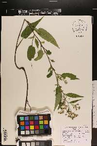 Symphyotrichum prenanthoides image