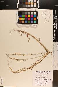 Rumex hastatulus image