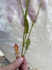 Rumex hastatulus image