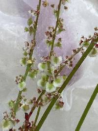 Rumex hastatulus image