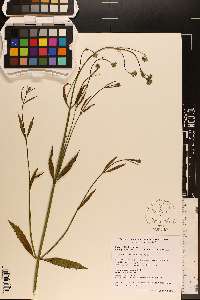 Verbena brasiliensis image