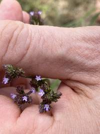 Verbena brasiliensis image