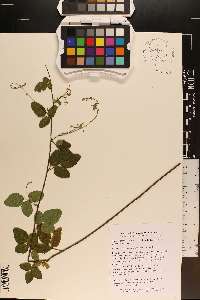 Desmodium ciliare image