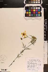 Bidens aristosa image