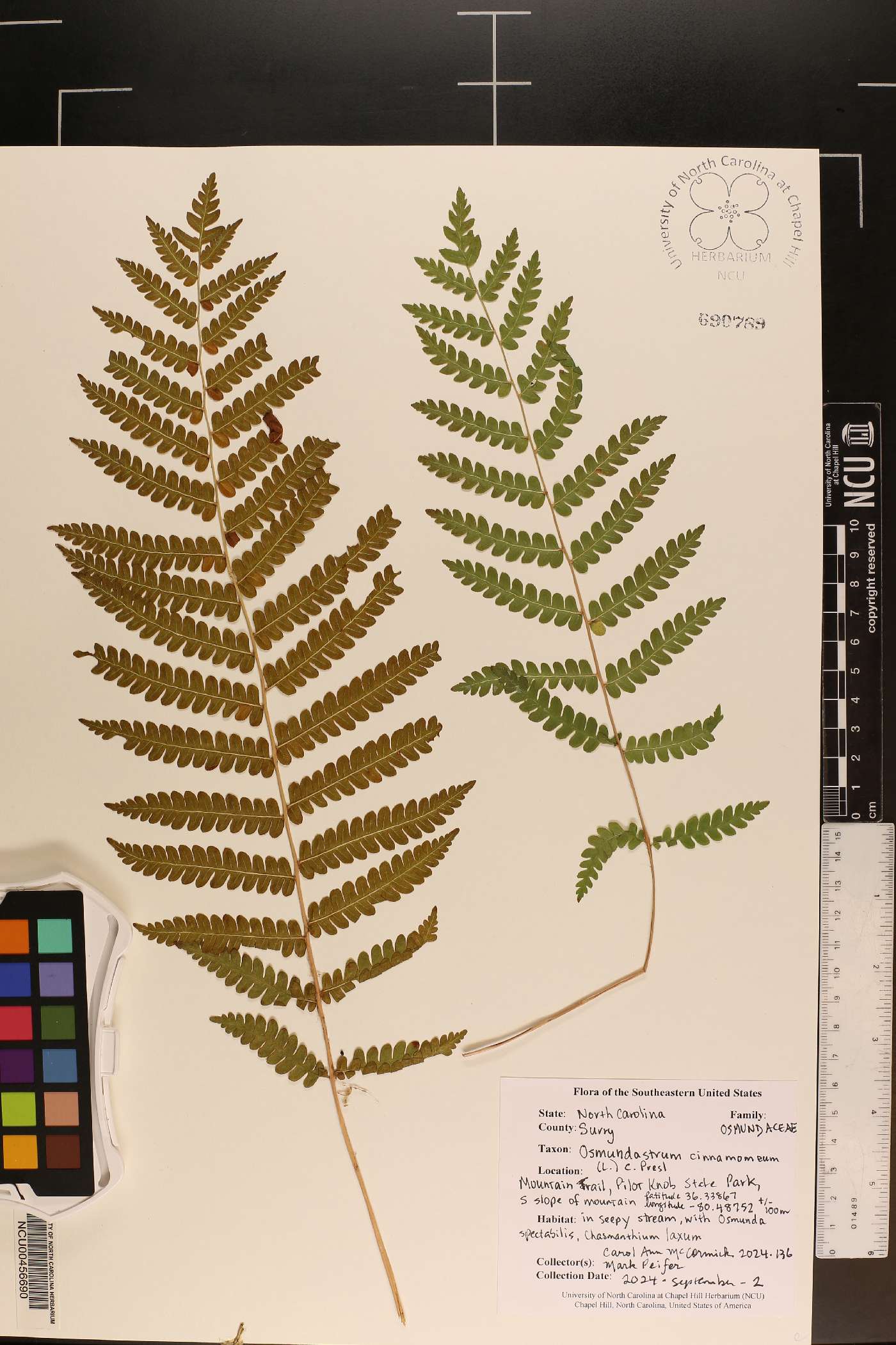 Osmundastrum cinnamomea image