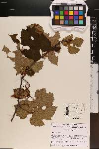 Vitis rufotomentosa image