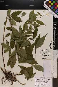 Gillenia trifoliata image