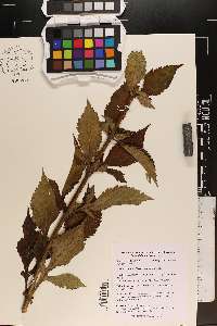 Patrinia villosa image