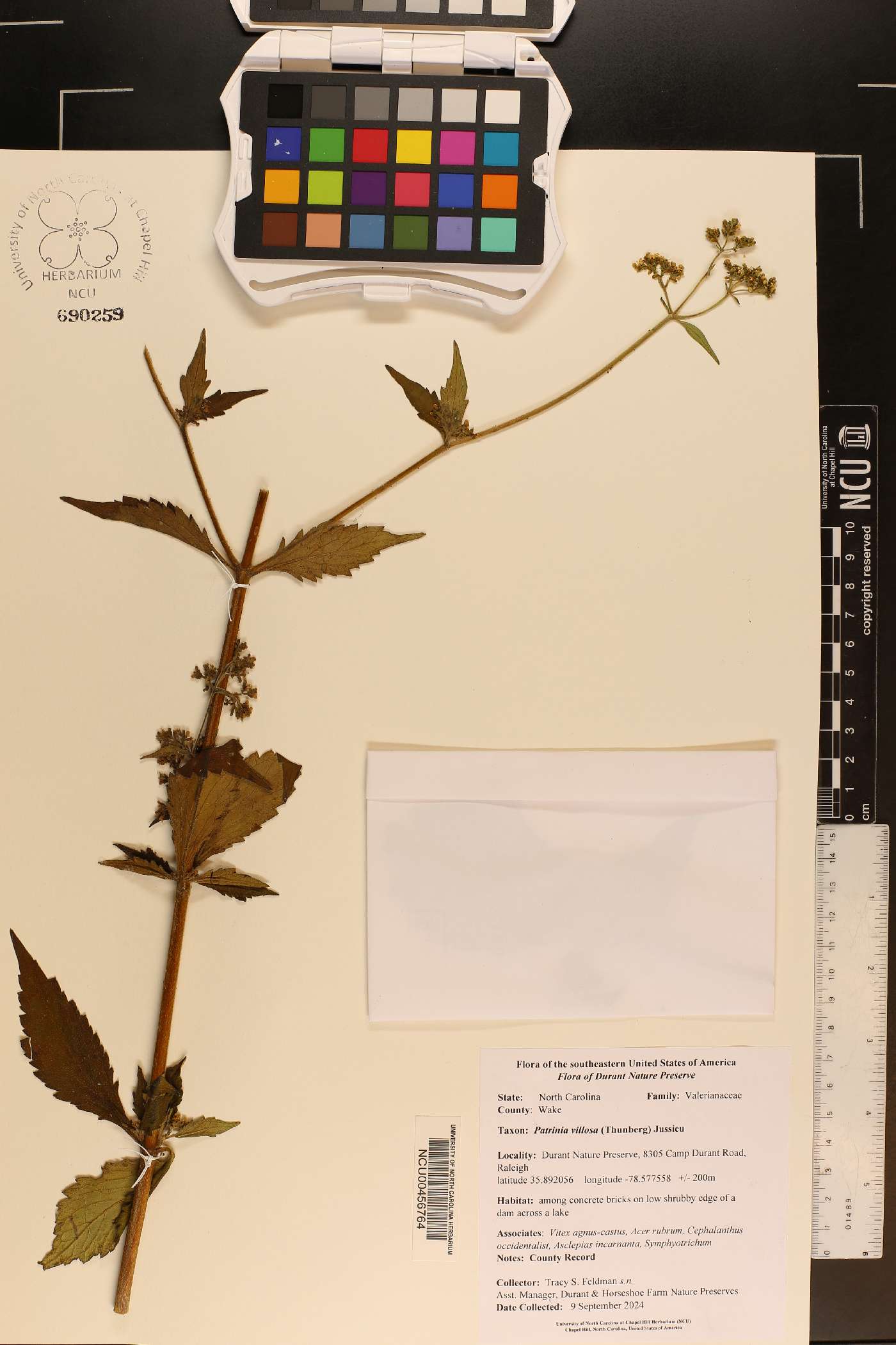 Patrinia villosa image