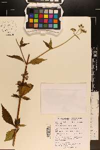 Patrinia villosa image