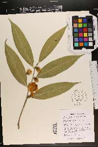 Camellia petelotii image