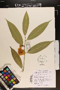 Camellia petelotii image