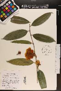 Camellia petelotii image
