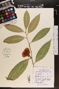 Camellia petelotii image