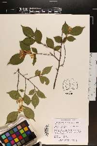 Camellia forrestii image
