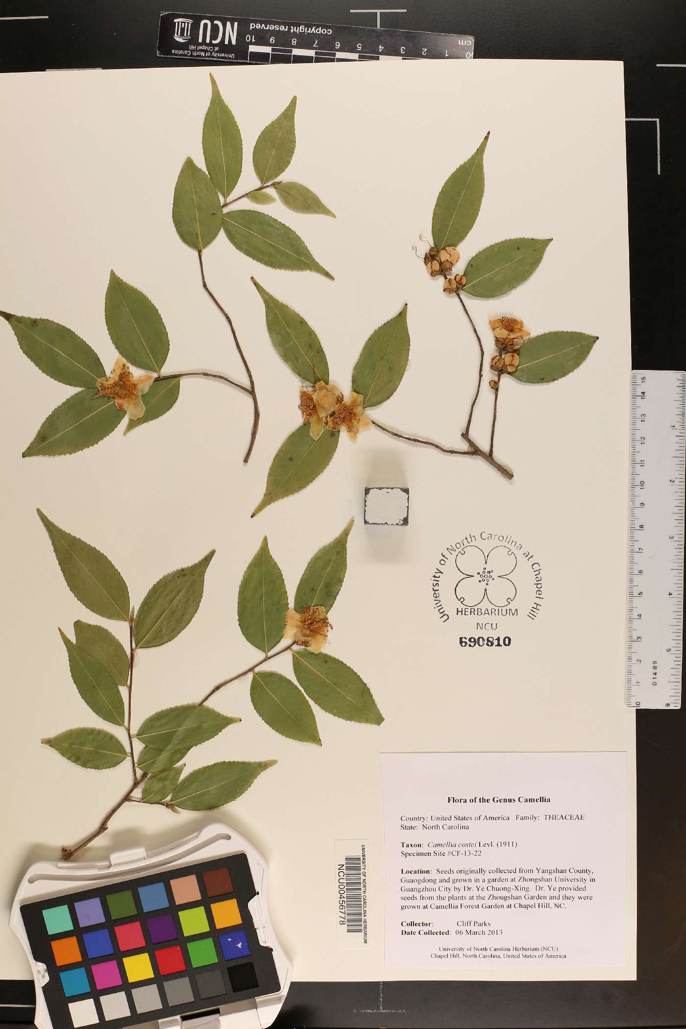 Camellia costei image