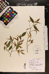 Camellia caudata image