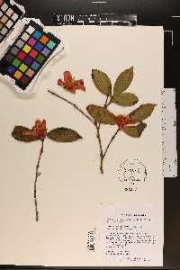 Camellia saluenensis image