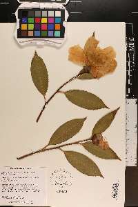 Camellia pitardii image