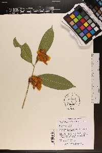 Camellia petelotii image