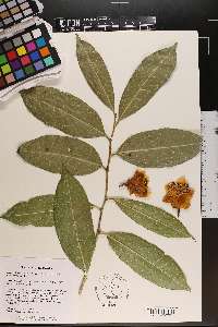 Camellia petelotii image