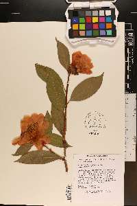 Camellia reticulata image