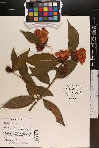 Camellia reticulata image