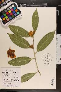 Camellia petelotii image