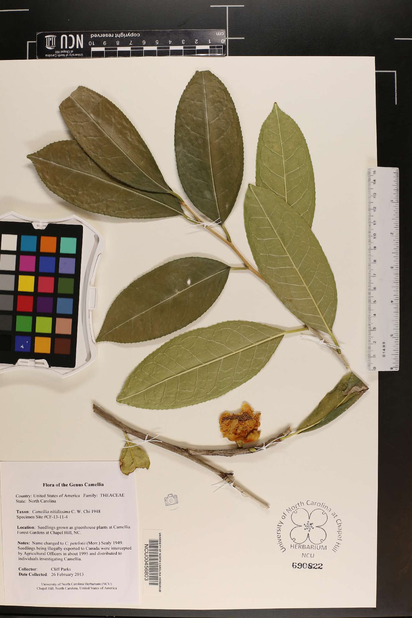 Camellia petelotii image