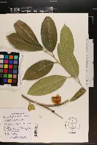 Camellia petelotii image