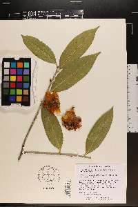 Camellia petelotii image