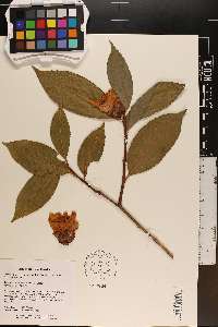 Camellia reticulata image